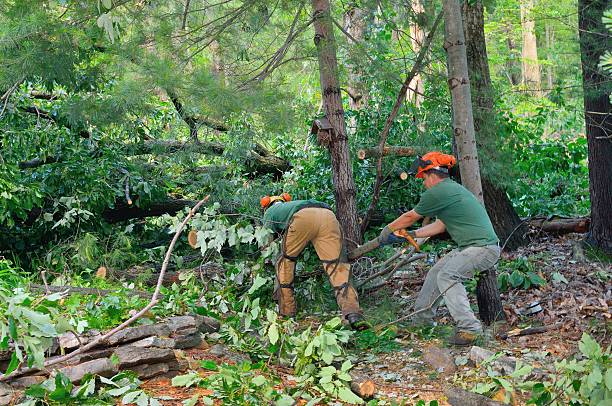 Best Tree Stump Removal  in Progreso, TX